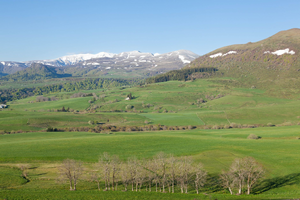Enlèvement arbre urgence Cournon-d'Auvergne