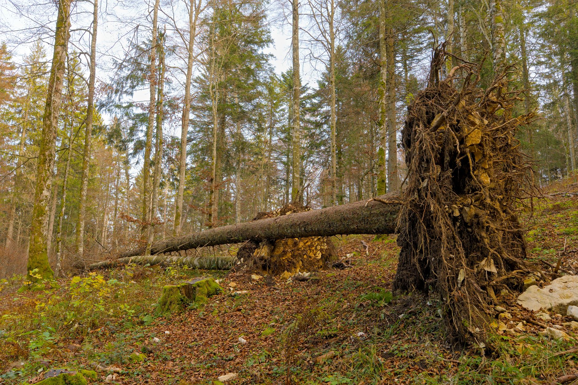 Enlèvement arbre urgence à Cournon-d'Auvergne